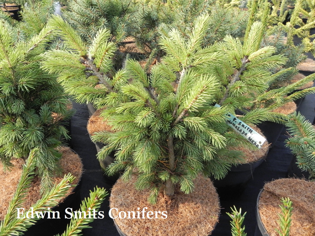 Picea smithiana 'Himalaya Hexe'